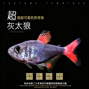 灰太狼灯鱼黑丝绒红扯旗红太狼南美高端小型灯科鱼热带观赏鱼活体