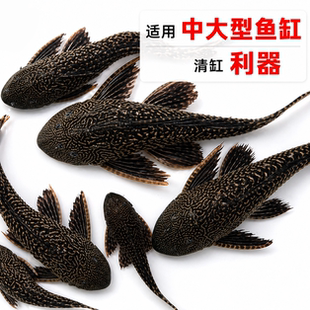 清道夫鱼缸清洁工鱼观赏热带淡水冷水专吃屎垃圾粪便清理藻类残饵