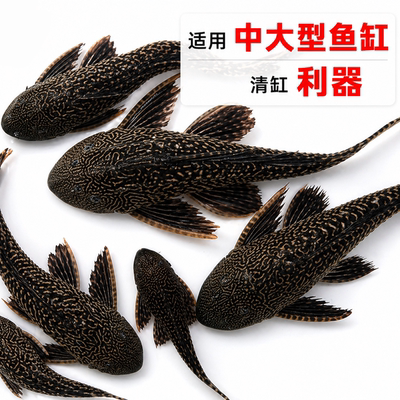 清道夫鱼缸清洁工鱼观赏热带淡水冷水专吃屎垃圾粪便清理藻类残饵