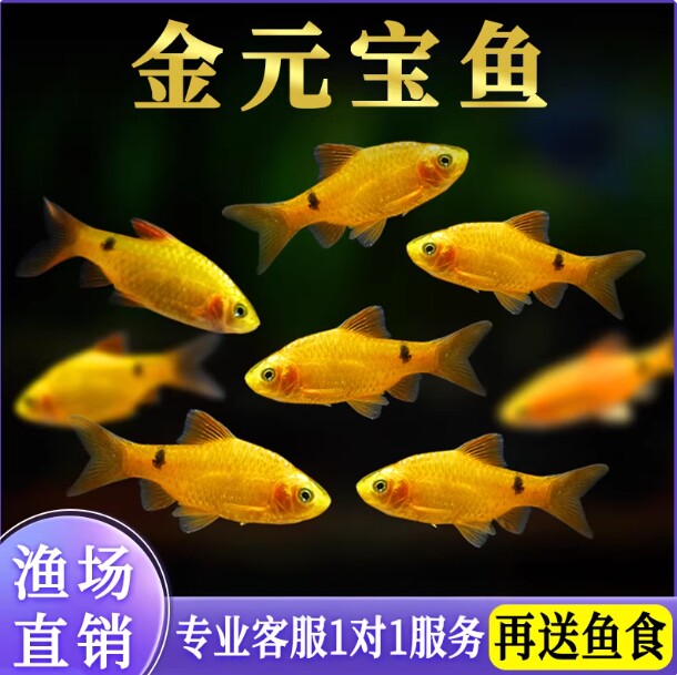 金元宝鱼冷水斑马耐寒观赏鱼溪流闯缸淡水新手鱼玫瑰鲫鱼活体包邮