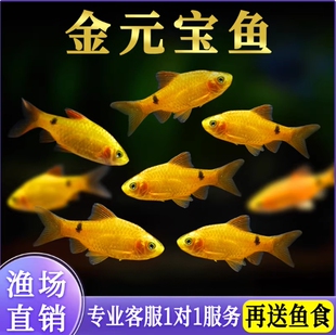 金元宝鱼冷水斑马耐寒观赏鱼溪流闯缸淡水新手鱼玫瑰鲫鱼活体包邮