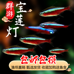 鱼缸热带鱼观赏鱼群游灯鱼红绿灯宝莲灯小型鱼苗宠物淡水鱼活体