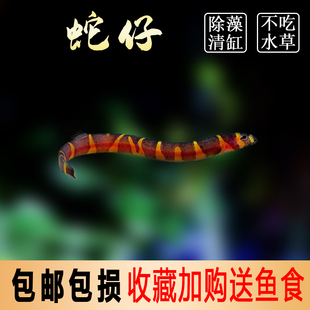 蛇仔鱼苦力泥鳅观赏鱼热带鱼除蛋白虫涡虫清洁鱼易养小型鱼可混养