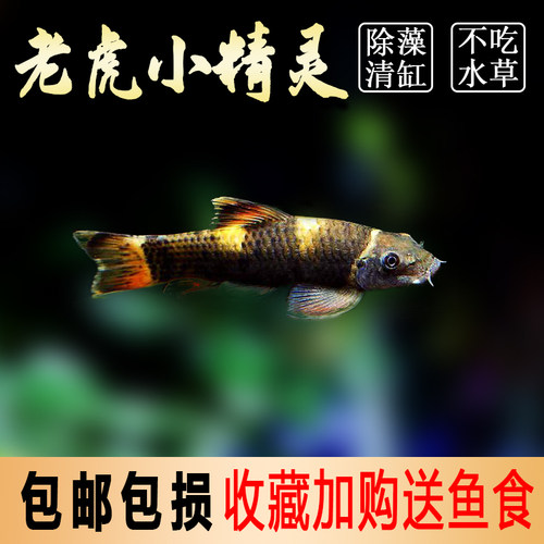 老虎小精灵鱼虎纹精灵鱼淡水进口原生溪流鱼除藻除苔小型鱼活体