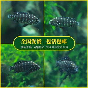 珍珠蝴蝶鱼三湖慈鲷坦鲷蓝面黑白蝴蝶慈鲷鱼类坦湖观赏热带鱼包邮