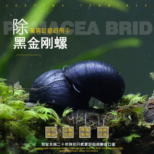 黑金刚螺不吃水草缸清洁淡水除藻工具螺热带观赏活体清洁宠物蜗牛