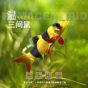 三间鼠鱼热带淡水活体底层清洁垃圾老鼠工具鼠鱼进口三间鼠鱼包邮