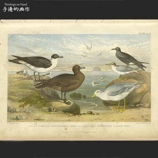 英国1876年古董雕版钢版+套色版画博物复古/地球自然史/贼鸥燕鸥
