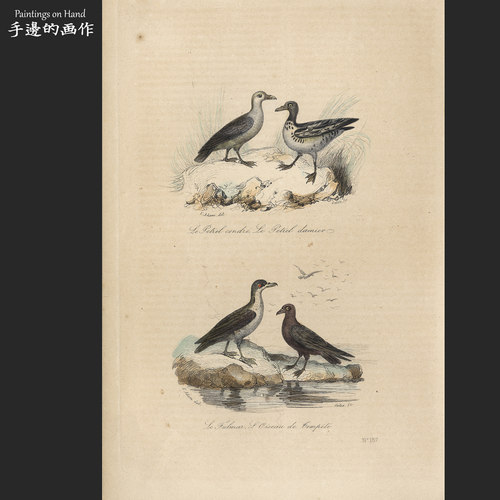 英国1841年古董手工上色雕版钢版田园装饰画/Buffon/管鼻鹱 ;海燕
