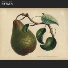 复古水果图鉴画芯 欧美外国1870年代古董手工上色石印版 画 西洋梨