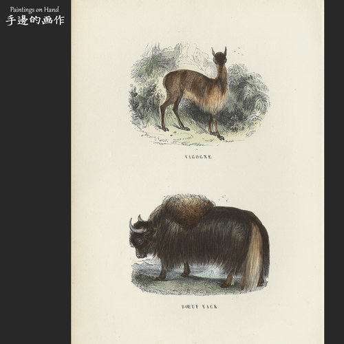 法国1873年古董手工上色木刻版画博物装饰画/Buffon/小羊驼  牦牛