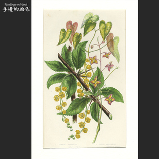 图鉴 英国1870年古董套色石印版 开花植物 插图艺术 刺檗 画复古
