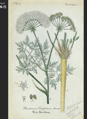 德国18436年古董手工上色雕刻凹版铜版画收藏老物/植物志/前胡属