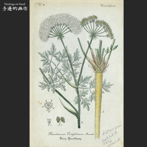铜版画手工上色植物学插图艺术