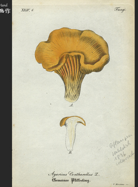 德国18436年古董手工上色雕刻凹版铜版画收藏老物/植物志/鸡油菌
