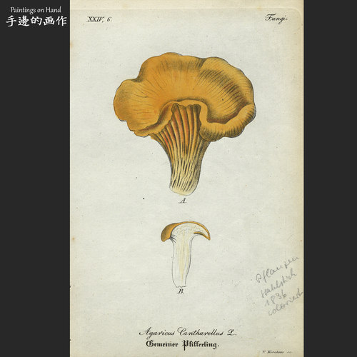 铜版画古董收藏蘑菇手工上色