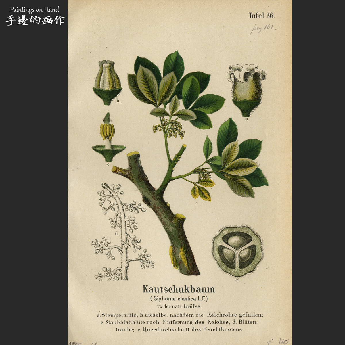 德国1885年古董彩色石印版画Vintage植物花卉博物装饰画/橡胶树图片