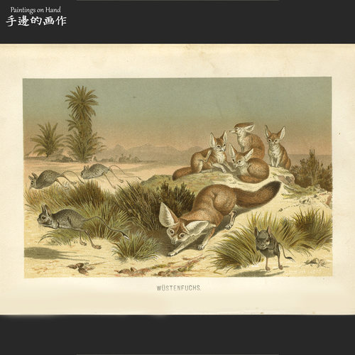 德国1890年古董彩色套色石印版画美式用色高级浓郁/布雷姆/大耳狐