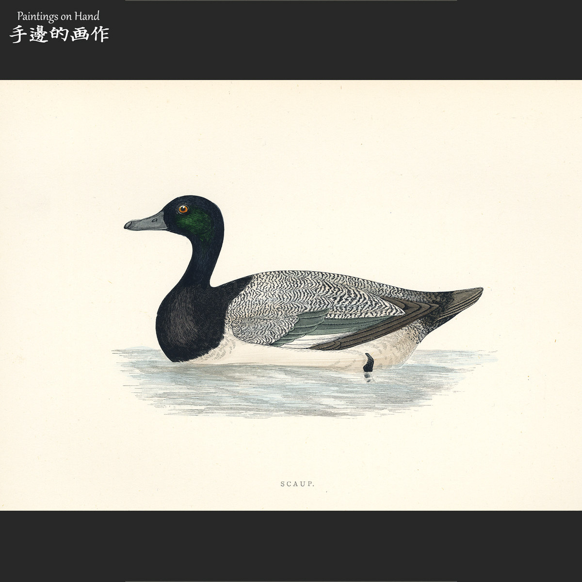 英国1864年手工上色彩色木刻版画动物艺术老物件/大英鸟类/潜鸭