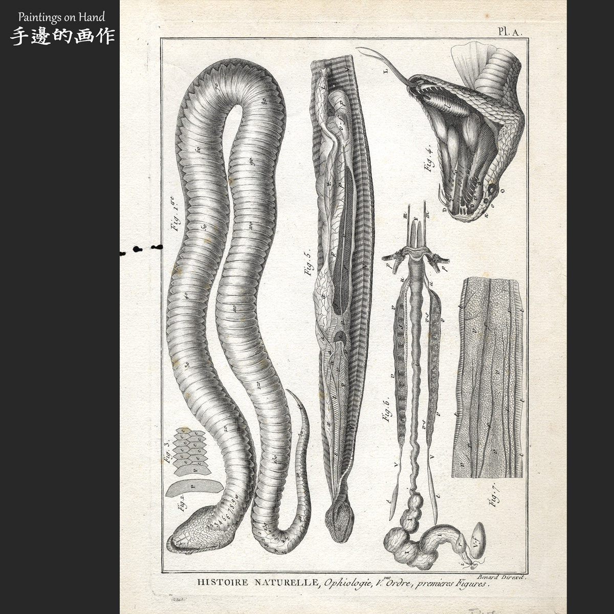 法国1786年古董雕版铜版画antique复古博物自然科学图鉴/蛇的解剖