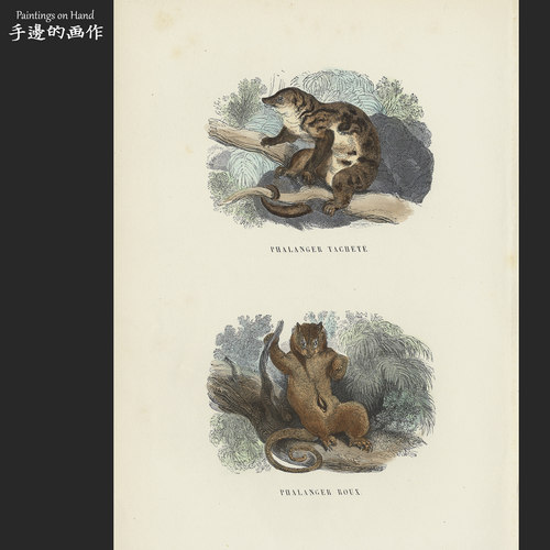 法国1873年古董手工上色木刻版画博物动物艺术装饰/Buffon/袋貂