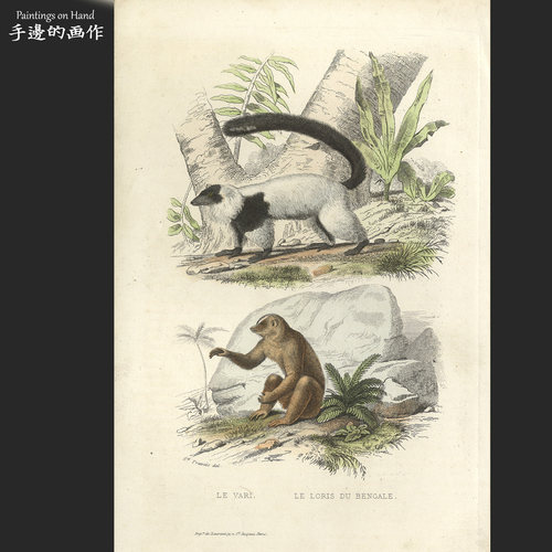 法国1856年古董手工上色雕版铜版钢版田园博物装饰画/Buffon/狐猴
