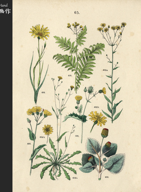 德国1881年古董手工上色平印版画植物图鉴收藏/C.Hoffmann/花卉65