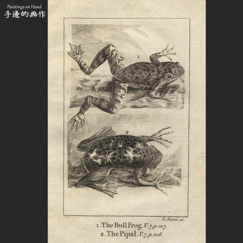 英国1810年古董雕刻凹版铜版画收藏博物复古鸟类装饰/Buffon/牛蛙