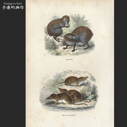 法国1873年古董手工上色木刻版画博物装饰画/Buffon/刺鼠 树鼩