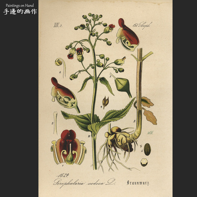 德国石印版画古董收藏博物植物