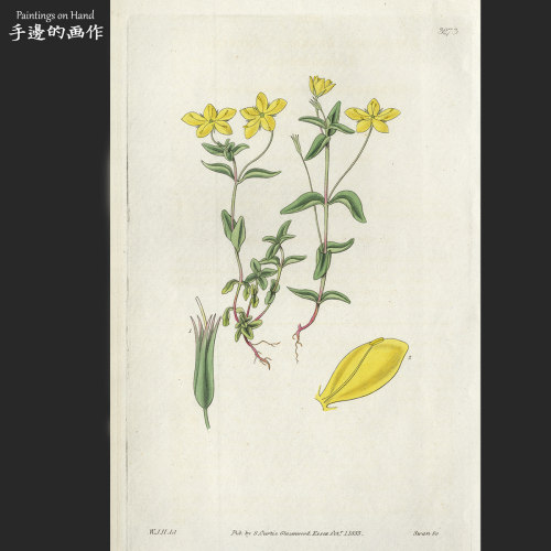 英国1833年手工上色原版雕刻铜版画艺术植物老物件/柯蒂斯/黄连花