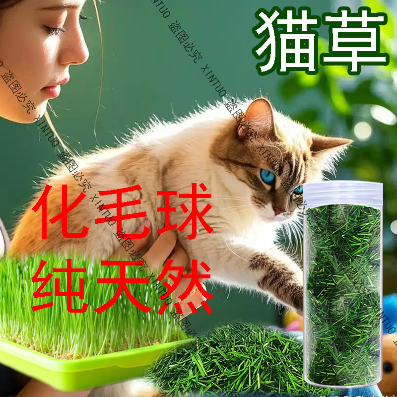 水培猫草无土栽培化毛排毛猫咪零食烘干猫草小麦草去毛球调肠胃