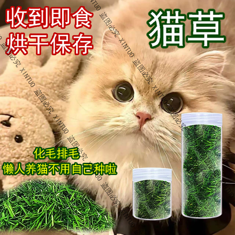 XINTUO烘干猫草长好即食猫咪化毛排毛催吐毛球小麦草清口气健肠胃