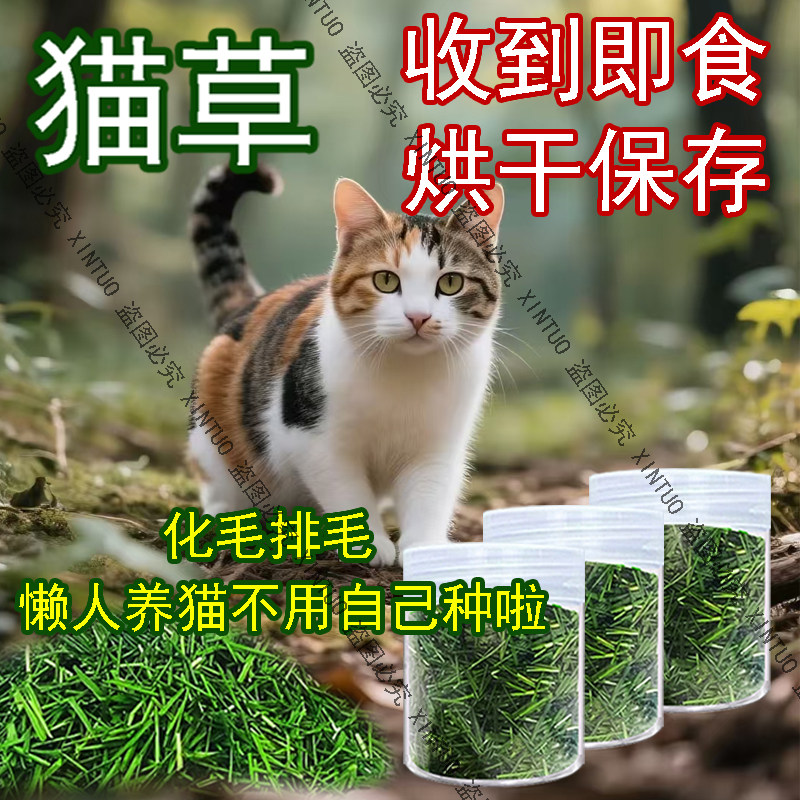 XINTUO新鲜猫草烘干猫咪食用去毛球助消化小麦草冻干清口气纯天然