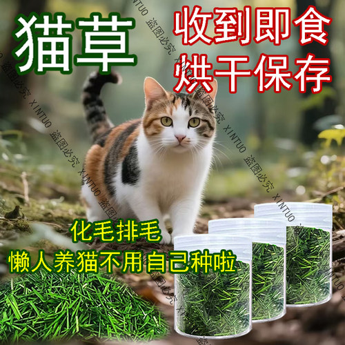 XINTUO新鲜猫草烘干猫咪食用去毛球助消化小麦草冻干清口气纯天然