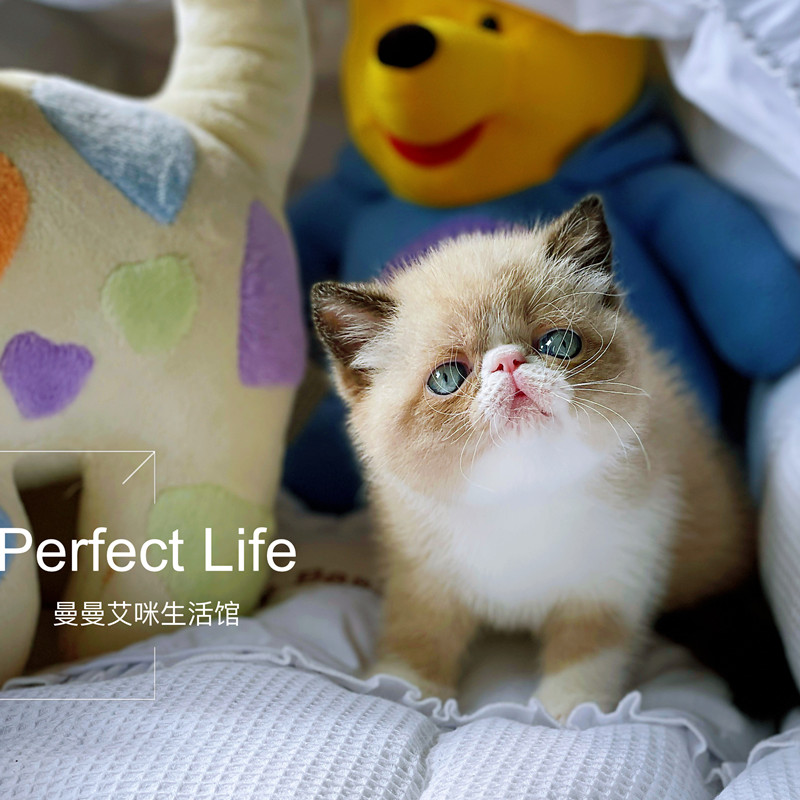 海豹重点色加菲猫活体异国短毛猫非喜马拉雅猫稀有色网红母猫幼猫