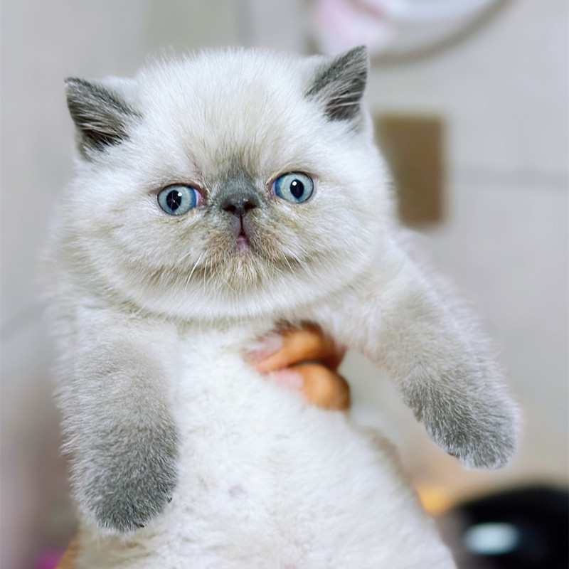 稀有色蓝重点色加菲猫幼猫活体异国短毛猫非喜马拉雅猫血统纯公猫