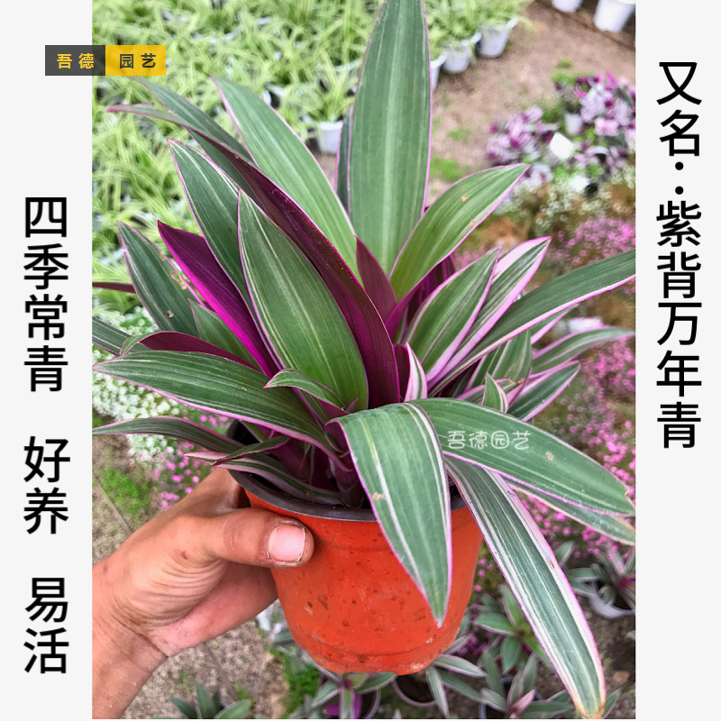 紫露兰盆栽吊兰四季常青室内阳台观叶绿植植物净化空气吸甲醛好养