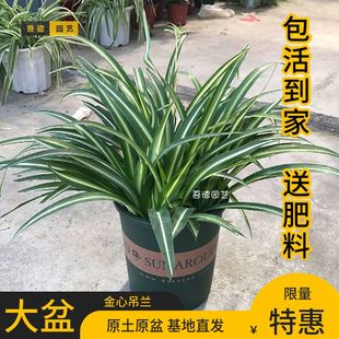 大盆金心吊兰绿植植物盆栽花卉土培水养室内外好养净化空气吸甲醛