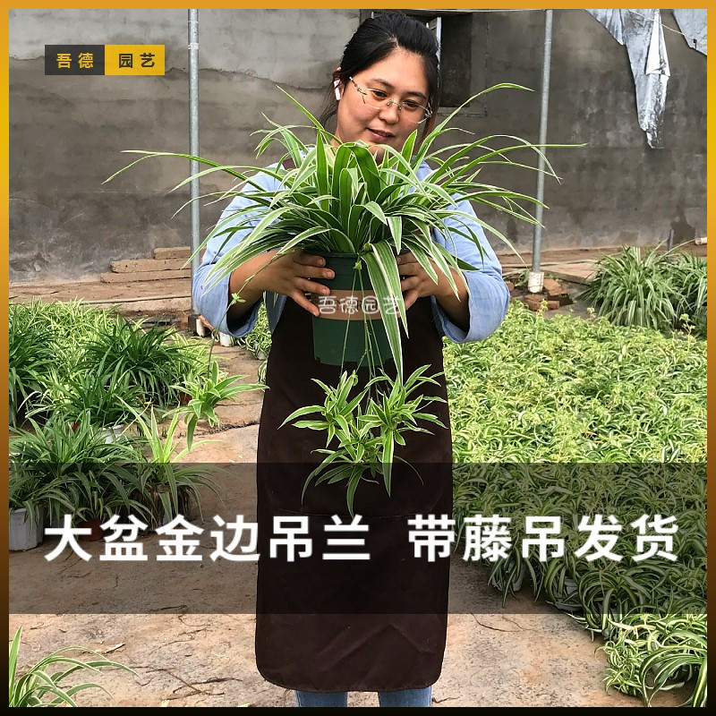 大盆金边吊兰带藤吊盆栽省事好养