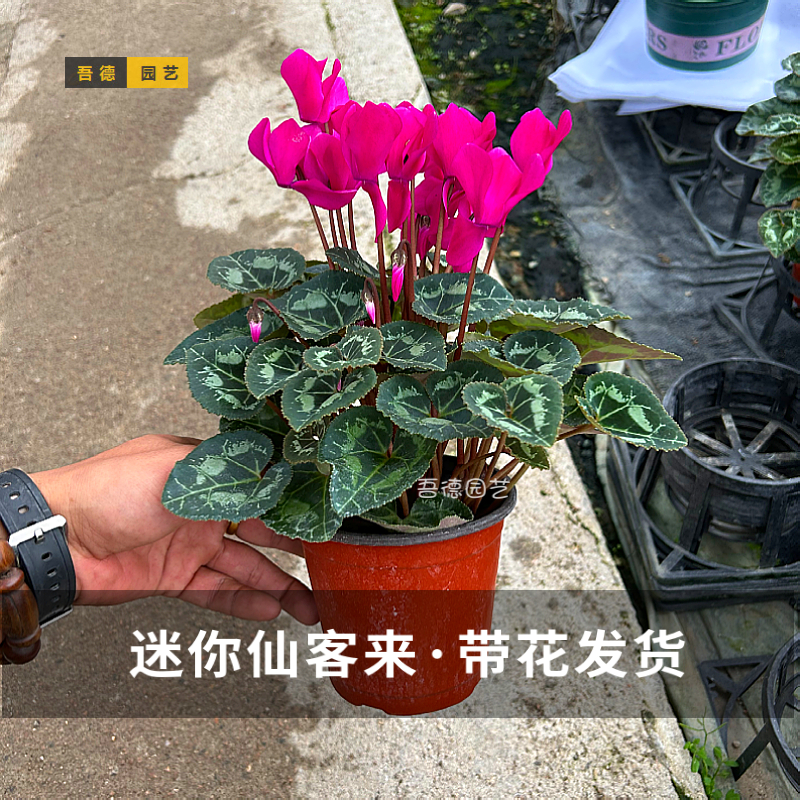 进口F1代迷你仙客来盆栽带花发货