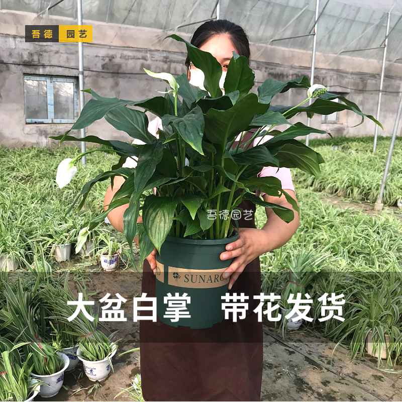 大盆白掌一帆风顺绿植盆栽花卉室内外好养易活新房净化空气吸甲醛-封面