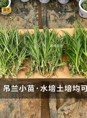 金边金心青叶吊兰小苗水培土培室内庭院景观桌摆省事好养净化空气