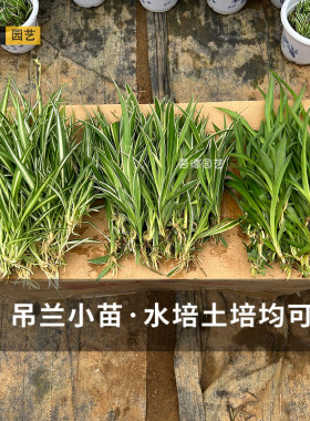 吊兰小苗室内外桌摆水培土培均可