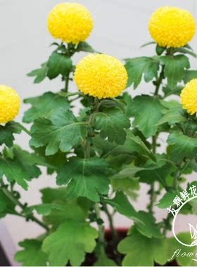 绿植四季乒乓菊室外庭院鲜花盆栽