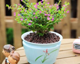 满天星盆栽带花苞木本花卉小盆栽植物苗室内阳台四季开花全国配送