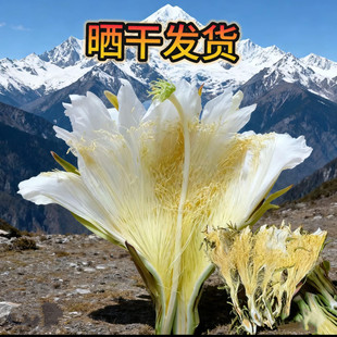 热销【高山雪莲花】精选霸王花泡水真货好货