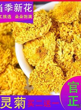 怀灵菊特级菊花茶官网正品菊花茶河南焦作特产50克—300克plus