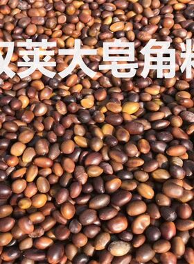 皂角树种子1公斤材小皂角大皂角造刺带刺树种子中皂角树种真货