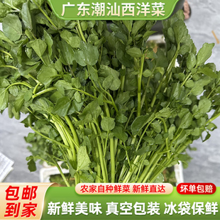 广东农家新鲜西洋菜新鲜蔬菜豆瓣菜水菠菜种植基地直发现摘现发